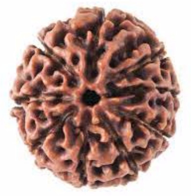 Durga gems 9 Mukhi Rudraksha Original Nepali beads Wood