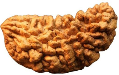 Anandam Original 1 Mukhi Rudraksha Without Capping Wood Pendant