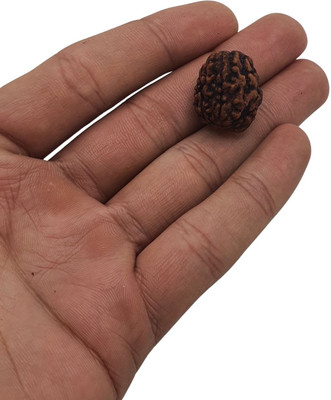 NATURAL TREASURE 3 Mukhi/Faced Nepali Rudraksha with Silver Pendant | Natural & Certified Beads Wood Pendant Set