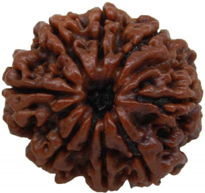 PR CREATION 8 Mukhi Nepali Rudraksha Bead For Name,Fame & Good Luck With Lab Certificate Wood