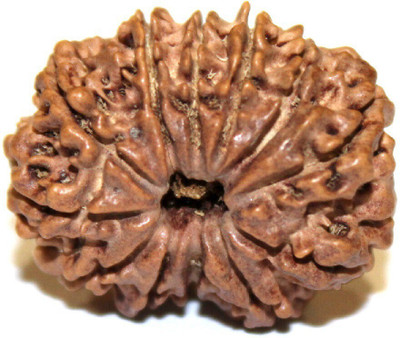 Jewelswonder 12 Mukhi Rudraksha Beads Original Twelve Faces Rudraksha Astrological Purpose Beads Wood
