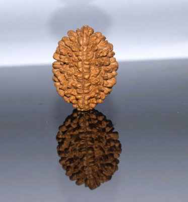 ng gems Nepali 2 Mukhi Rudraksha Pendant With Black Dori Wood Pendant Set