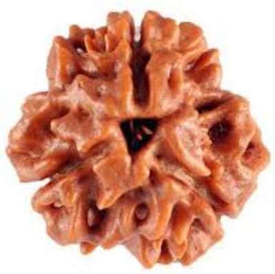 uniworldwide 5 Mukhi Rudraksha Without Pendant Natural and Lab Certified Wood Locket