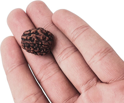 Baku Jewellery 3 Mukhi Rudraksha, three Face Radraksha, 3 Face Radraksha, Original Rudraksha Beads Wood Pendant