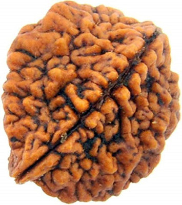 DIVINE SOUVENIRS 2 MUKHI RUDRAKSHA (FACE ) Wood