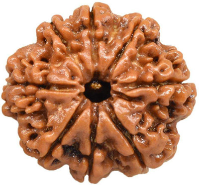Shivtantra 8 Mukhi Nepali Rudraksha Eight Face Rudraksh Wood