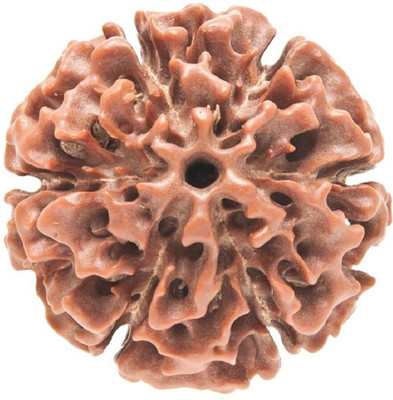 NAKSHATRA JUNCTION 6 Mukhi/Six Face Rudraksha bead Wood Pendant