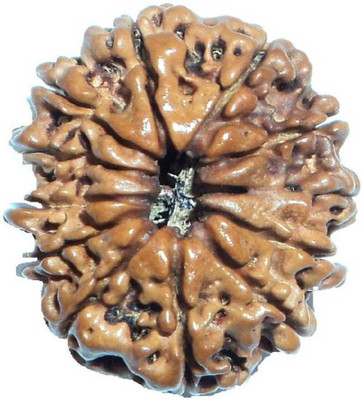Jewelswonder 12 Mukhi Rudraksha Beads Original Twelve Faces Rudraksha Astrological Purpose Beads Wood