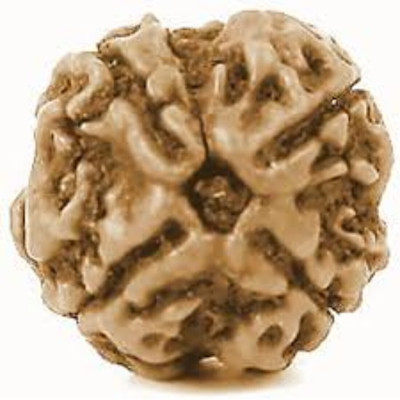 Jewelswonder 4 Mukhi Rudraksha Nepal Beads Premium Quality Wood