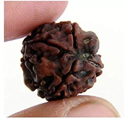 Jewelswonder Unique & Effective Four Mukhi Rudraksha 4 Faced Rudraksha For Men & Women Wood
