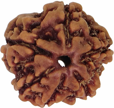 Firmus Original Certified Rudraksha Mukhi Bead Natural Religious Rosary Bead (6 Mukhi) Wood Pendant
