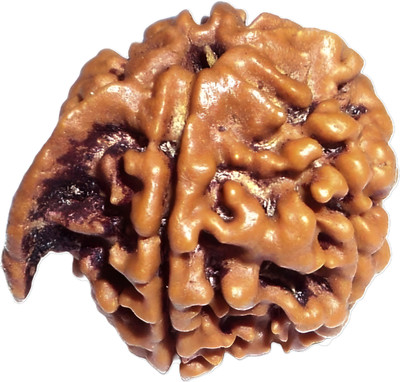 DIVINE SOUVENIRS Nepali Ganesh Rudraksha | Ganesh Rudraksha Size 16-24mm Wood