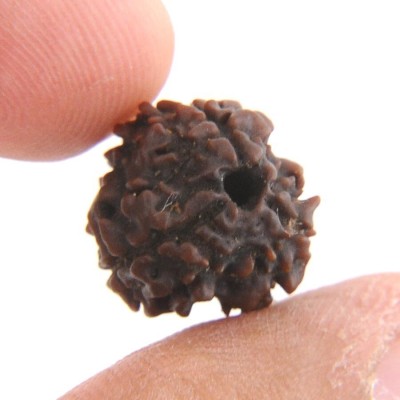 HAPPY CREATION 3 Mukhi Nepali Certified Rudraksha Wood