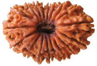 DIVINE SOUVENIRS Natural & Certified 18 Mukhi Rudraksha for Men Wood