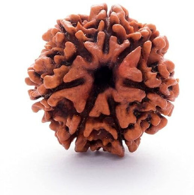 Astro Facts Original 7 Mukhi Rudraksha Bead– Natural Rudraksha for Peace & Spiritual Growth Beads Wood Pendant