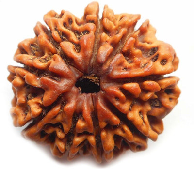 TODANI JEMS Original Nau Mukhi 9 face (Nine Faced) Natural Rudraksha Bead Beads Wood