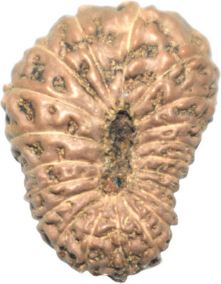 Jewelswonder Natural 21 Mukhi Rudraksha , for Men Wood