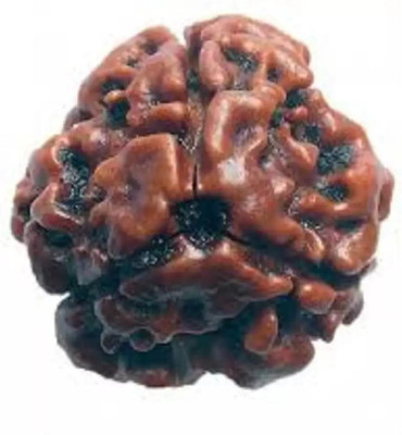HAPPY CREATION 3Mukhi /Three Faced Rudraksh Original & Certified Rudraksha for Men and Women Wood Pendant