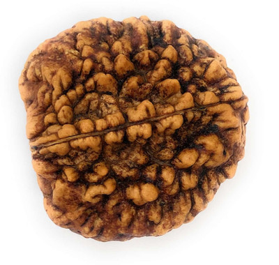 DIVINE SOUVENIRS 2 Mukhi Rudraksha Wood