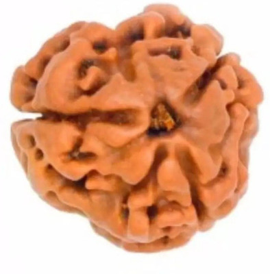house of common 3Mukhi /Three Faced Rudraksh Original & Certified Rudraksha for Men and Women Wood Pendant