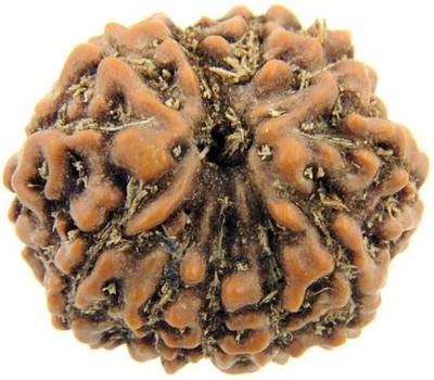 Jewelswonder Natural Twelve Face /12 Mukhi Rudraksha Wood