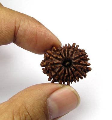 Ceylonmine01 Natural 13 mukhi rudraksha shiv beads with lab certificate Wood Pendant Beads Wood