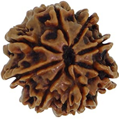 dr. shrimali & astro science Guaranteed Original eight Mukhi Rudraksha with certificate Wood Pendant