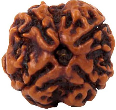 Kripalu store Chaar Mukhi/ Four faced Rudraksha Wood