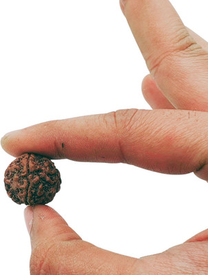 Madhur Creation 5 Mukhi Rudraksha Nepali with Lab Certificate Beads Wood Locket