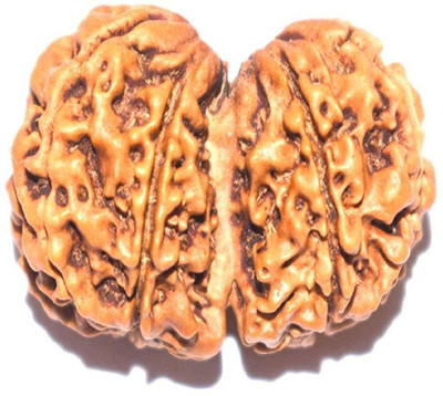 house of common Gauri Shankar Rudraksha certified Wood