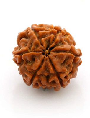 HAWAI Original 6 Mukhi Nepali Rudraksha Six Face Rudraksh (Pack of 1) Wood