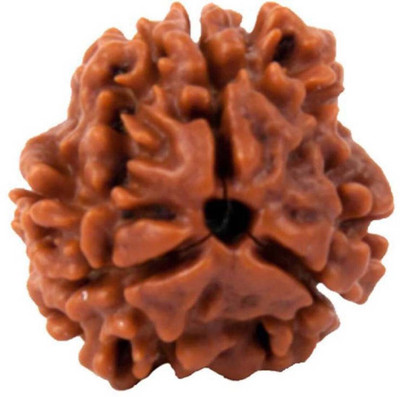house of common Certified Natural Three Mukhi (3 face) Rudraksha With Lab Tested Certificate Wood Pendant