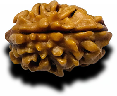 MAHADEVDEPSTORE Natural Two Mukhi | 2 face Rudraksha, Himalayan Rudraksha Wood Pendant Wood