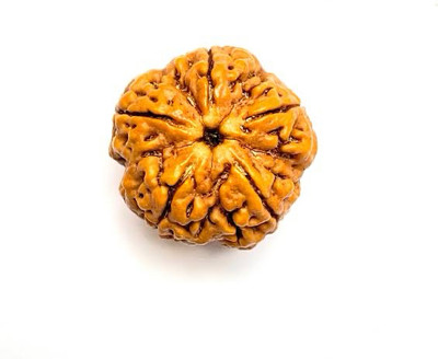 Rudraksham 5 Mukhi Rudraksha (Nepali) With Lab Report Wood Pendant