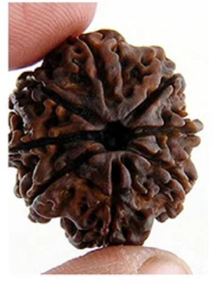 Shivtantra Original and Certified 8 Mukhi Rudraksha/Eight Faced Rudraksh Wood