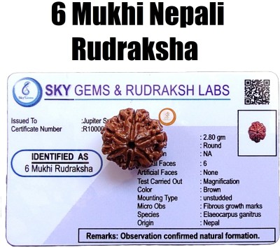 jupiter speaks 6 Mukhi Rudraksha Nepali Lab Certified Size 17-18 mm Natural Brown Wood Pendant