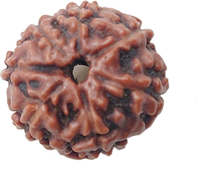 house of common 7 Mukhi Rudraksha 14-16 MM Heavy-1 Very Fine Wood Pendant