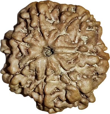Divine rudras 7 Mukhi Nepali Rudraksha Original Certified for Wealth by Nepali Rudraksha Mother of Pearl