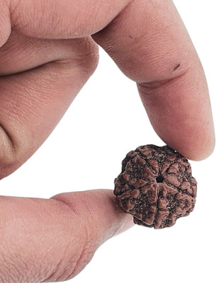 Hindustan Jewellery Original Nepali Five Faced / 5 Mukhi Rudraksha Bead Beads Wood Locket