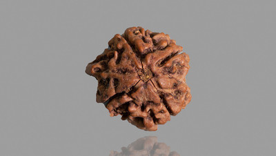JangraBro 4 Mukhi Rudraksha Four-Faced Rudraksha with detailed Puja & wearing instructions Wood