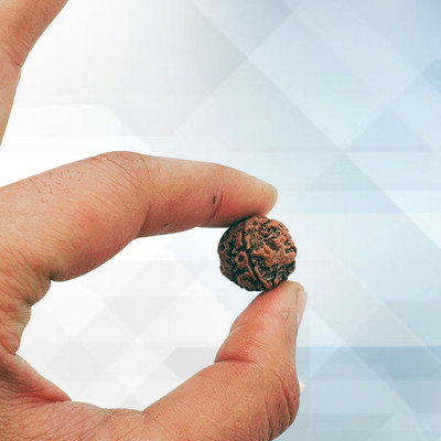 lisa vorce Lab Certified Natural 4 Mukhi Rudraksha Bead Nepali 4 Face Rudraksha Beads Wood Locket Set