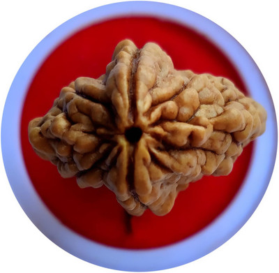 DIVINE SOUVENIRS Lab Certified Natural 2 Mukhi Rudraksha Bead Nepali 2 Face Rudraksha Beads Beads Wood Pendant