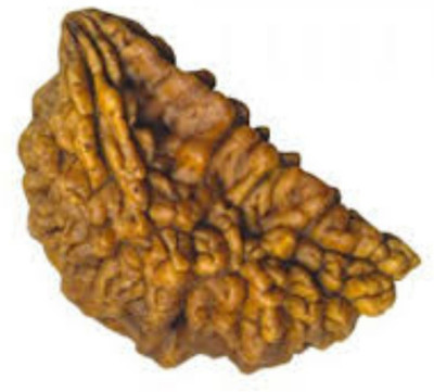 Jewelswonder Ek Mukhi Rudraksha / One Face Rudraksha / 1 Mukhi Rudraksh With Lab Certificate Wood Pendant