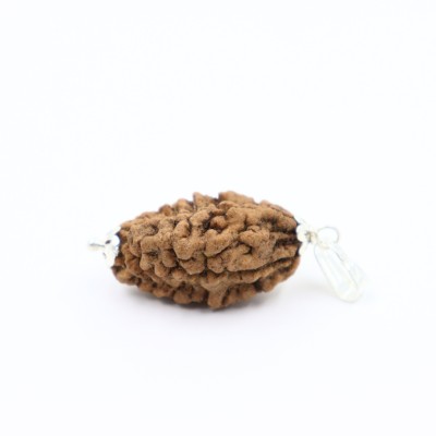 Sharvv 2 Mukhi Rudraksha loket Bead Original Certified Wood Pendant