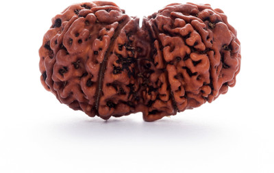 DIVINE SOUVENIRS ARKAM Premium Gauri Shankar Rudraksha / Original Nepali Gauri Shankar Rudraksha Wood Pendant