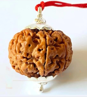 Divine rudras 7 Mukhi Rudraksha Seven Face Rudraksha Nepali Rudraksha Code:12 Wood Pendant