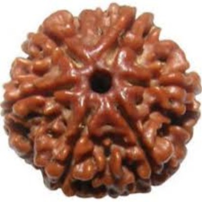 HAPPY CREATION 6 Mukhi Rudraksha Original Nepali | Six Face Rudraksha Wood Pendant