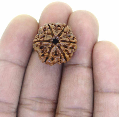 Beautum 6 Mukhi/Faced Nepali Rudraksha Natural & Rudraksha With Capping Wood Pendant