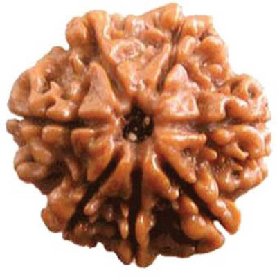 Kripalu store 7 Mukhi Rudraksha HRC Lab Certified Wood Pendant