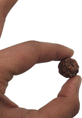 House Spiritual ENTERPRISE Original 4 Mukhi/Faced Rudraksha four-Faced Orignal Pendant For Unisex Beads Wood Pendant